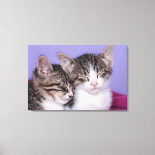 かわいい子猫たち2匹の昼寝 キャンバスプリント