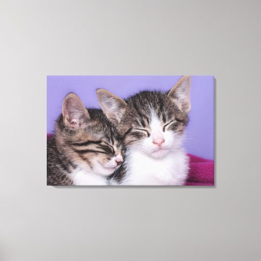 かわいい子猫たち2匹の昼寝 キャンバスプリント (正面)