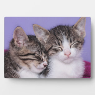 かわいい子猫たち2匹の昼寝 フォトプラーク
