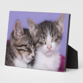 かわいい子猫たち2匹の昼寝 フォトプラーク (側面)