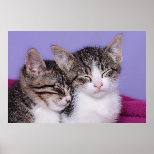 かわいい子猫たち2匹の昼寝 ポスター (正面)