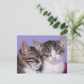 かわいい子猫たち2匹の昼寝 ポストカード (スタンド正面)