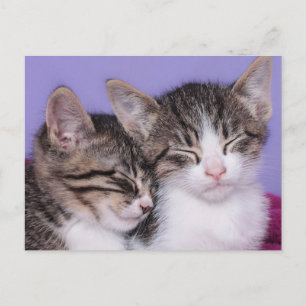 かわいい子猫たち2匹の昼寝 ポストカード