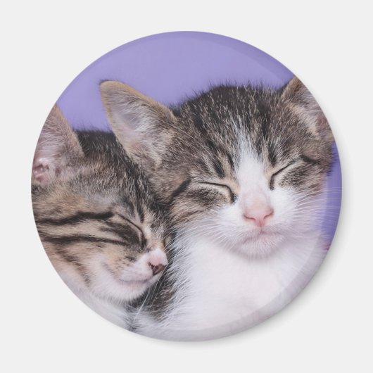 かわいい子猫たち2匹の昼寝 マグネット (正面)
