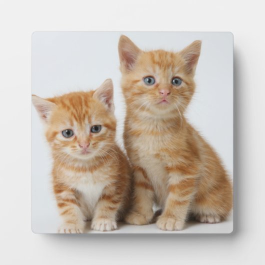 かわいい子猫たち2匹 フォトプラーク (正面)