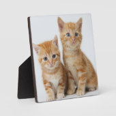 かわいい子猫たち2匹 フォトプラーク (正面)