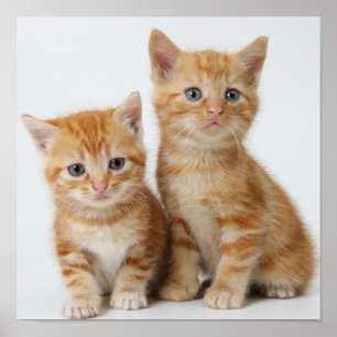 かわいい子猫たち2匹 ポスター