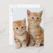 かわいい子猫たち2匹 ポストカード (正面/裏面)
