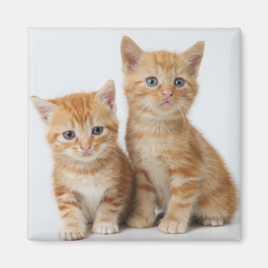 かわいい子猫たち2匹 マグネット (正面)