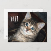 かわいい子猫ちゃん! ポストカード (正面/裏面)