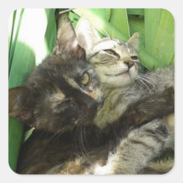 かわいい子猫のくっつき スクエアシール