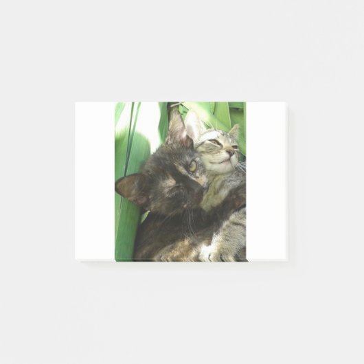 かわいい子猫のくっつき ポストイット (正面)