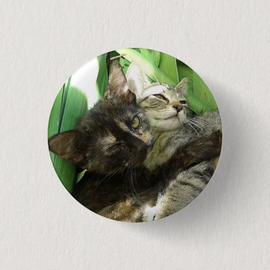 かわいい子猫のくっつき 缶バッジ (正面)