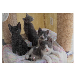 かわいい子猫のカッティングボード カッティングボード