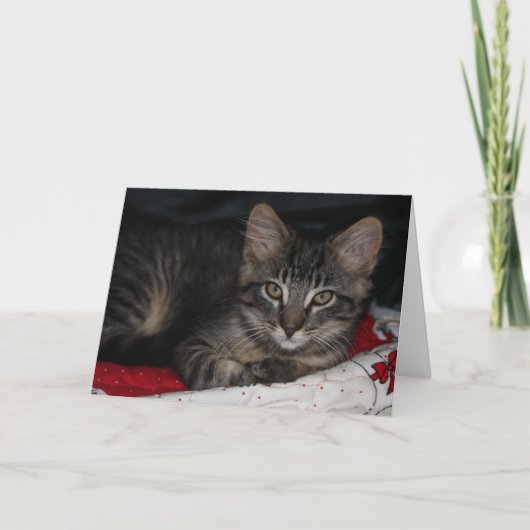 かわいい子猫のサンキューカード サンキューカード (正面)