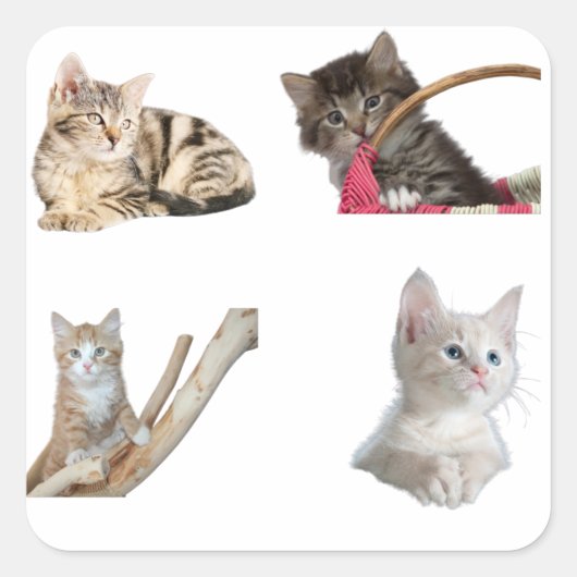 かわいい子猫のフォトコラージュ ソフトな猫の美学 スクエアシール (正面)