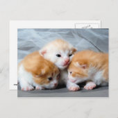 かわいい子猫の写真のはがき3枚 ポストカード (正面/裏面)