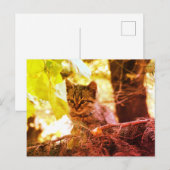 かわいい子猫の写真ポストカード ポストカード (正面/裏面)