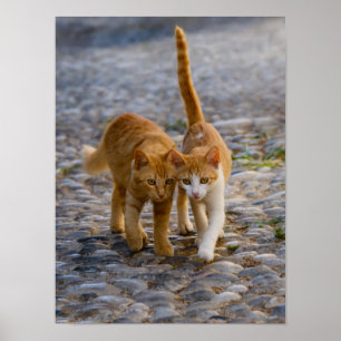 かわいい子猫の友達が同じ道を歩く写真 – ポスター