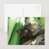 かわいい子猫の寄り添うポストカード ポストカード (正面/裏面)