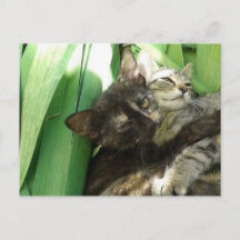 かわいい子猫の寄り添うポストカード