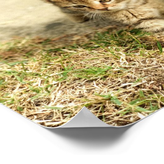 かわいい子猫の小さな猫の写真 ポスター (角)