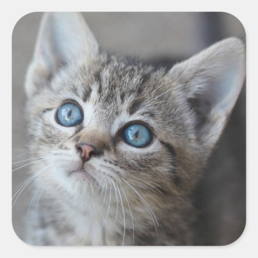 かわいい子猫の庭 スクエアシール (正面)