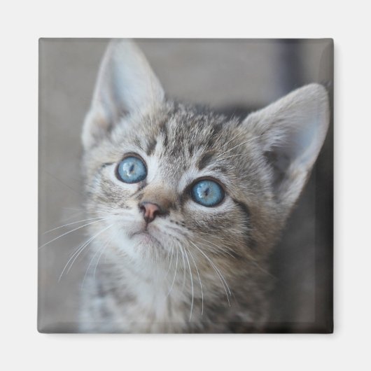 かわいい子猫の庭 マグネット (正面)