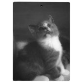 かわいい子猫の白黒ポートレート写真 クリップボード (裏面)