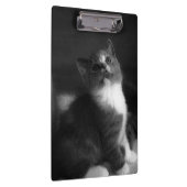 かわいい子猫の白黒ポートレート写真 クリップボード (右)