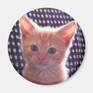 かわいい子猫の赤いクリーム マグネット