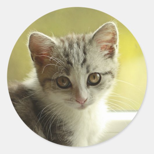 かわいい子猫の顔の丸いステッカー ラウンドシール (正面)