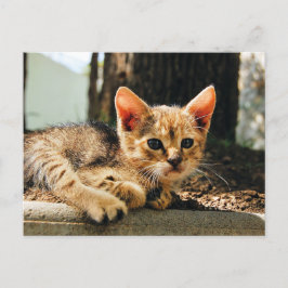 かわいい子猫はがき ポストカード