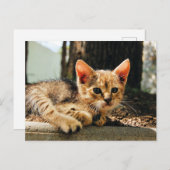 かわいい子猫はがき ポストカード (正面/裏面)