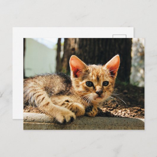 かわいい子猫はがき ポストカード (正面/裏面)