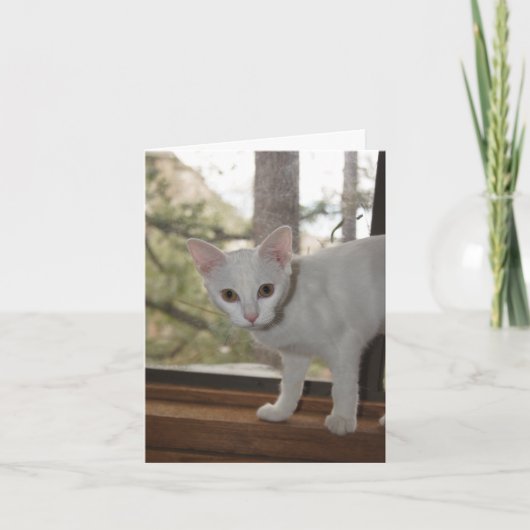 かわいい子猫サンキューカード カード (正面)