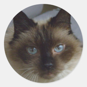 かわいい子猫ステッカー ラウンドシール