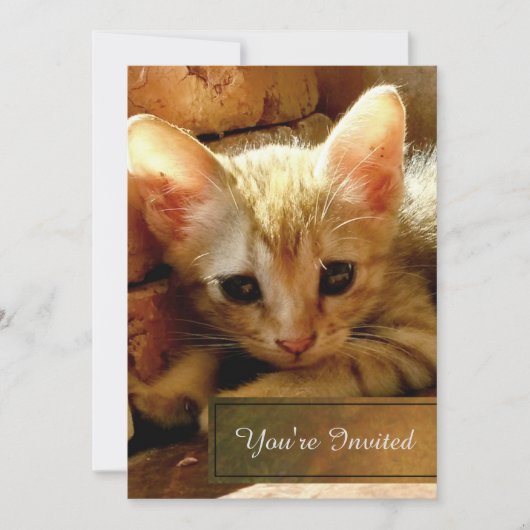 かわいい子猫パーティー 招待状 (正面)