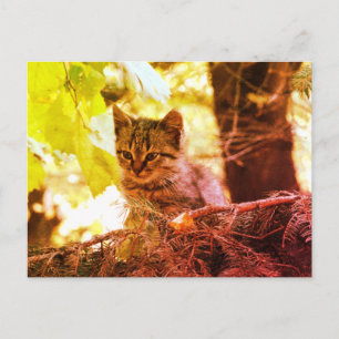 かわいい子猫フォトポストカード ポストカード