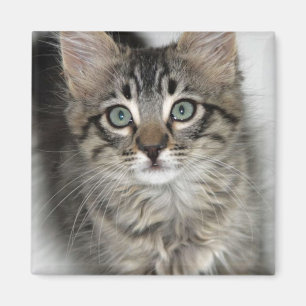 かわいい子猫マグネット マグネット