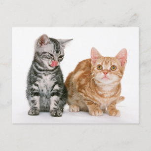 かわいい子猫写真はがき2枚 ポストカード