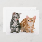 かわいい子猫写真はがき2枚 ポストカード (正面/裏面)