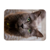 かわいい子猫冷蔵庫用マグネット マグネット (横)