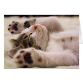 かわいい子猫