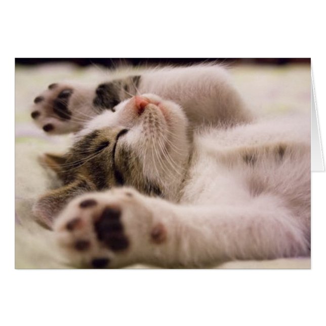 かわいい子猫 (正面横)