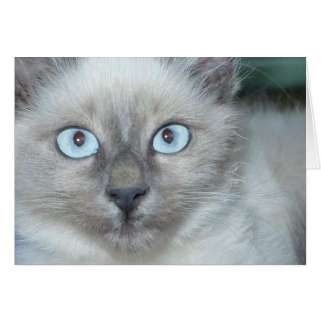 かわいい子猫 (正面横)