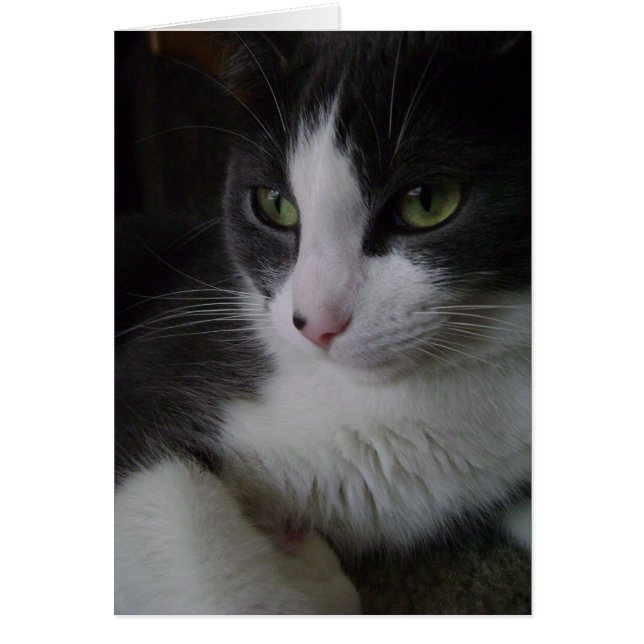 かわいい子猫 (正面)