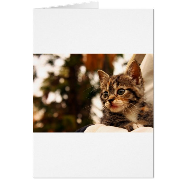 かわいい子猫 (正面)