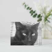 かわいい子猫 – はがき (スタンド正面)