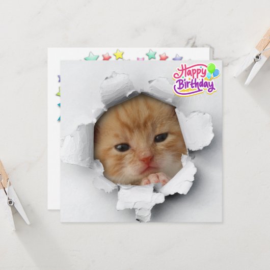 かわいい子猫 カード (正面/裏面インサイチュ)